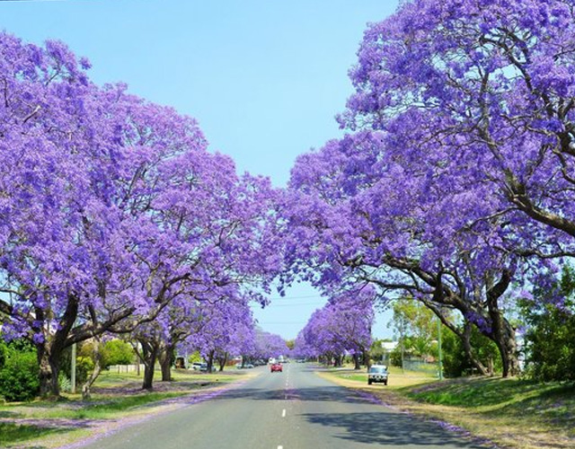 Grafton Valuations and Property Consultancy Valuers Australia